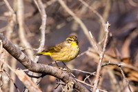 Palm Warbler