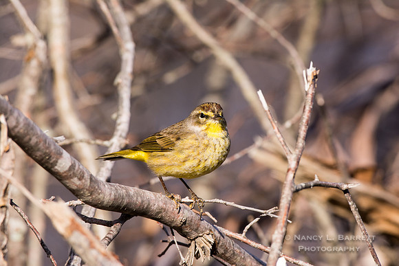 Palm Warbler