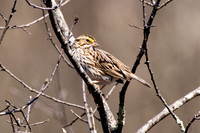 Savannah Sparrow