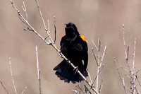 Red-winged Catbird