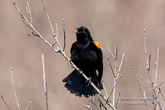 Red-winged Catbird