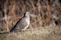 Mourning Dove