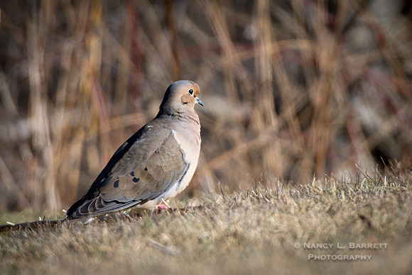 Mourning Dove