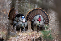 Wild Turkey Toms