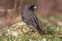 Dark-eyed Junco