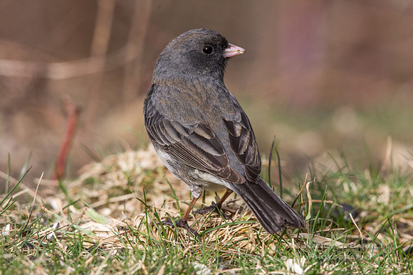 Dark-eyed Junco