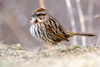 Song Sparrow