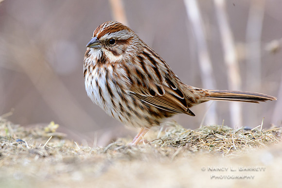 Song Sparrow