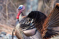 Wild Turkey Tom