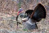 Wild Turkey Tom
