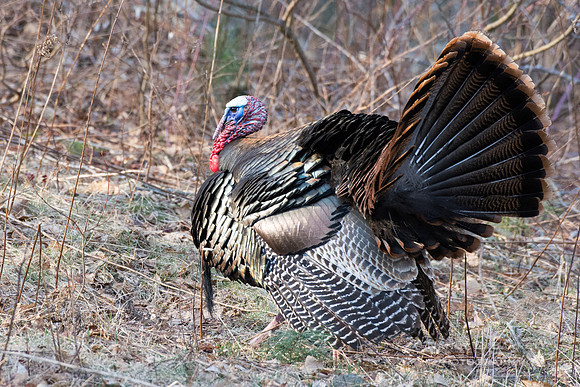 Wild Turkey Tom