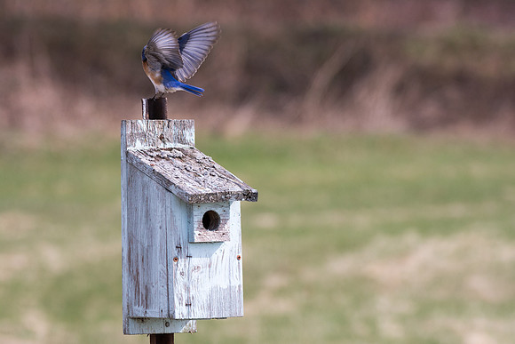 Eastern Bluebird