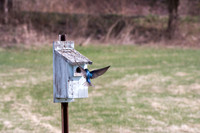 Tree Sparrow