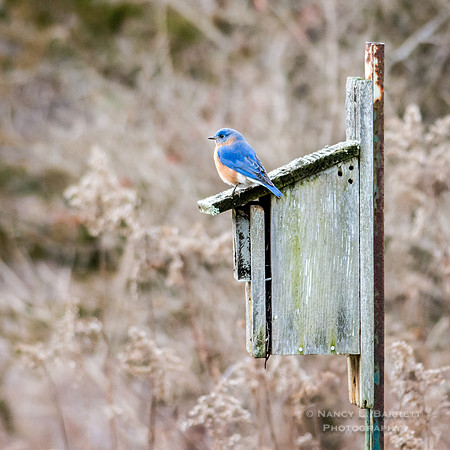 Bluebird at Bafflin Sanctuary