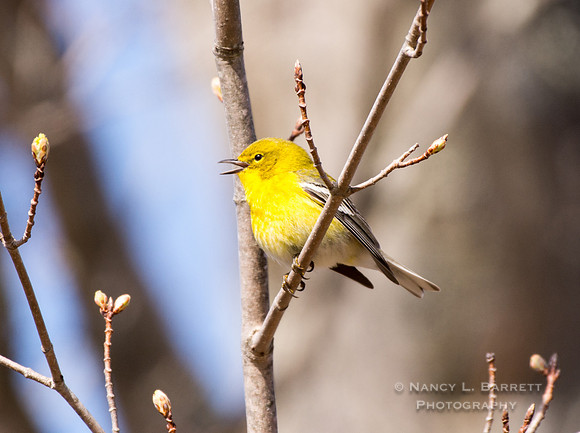 Pine Warbler at Bafflin Sanctuary