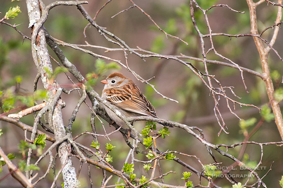 Field Sparrow at Bafflin Sancuary