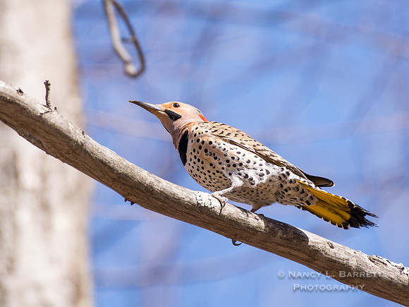Northern Flicker