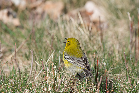 Pine Warbler at Bafflin Sanctuary