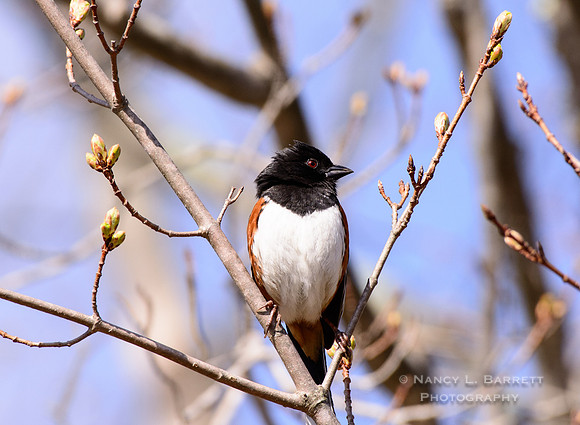 Eastern Towhee at Bafflin Sanctuary