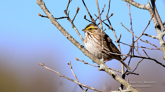 Savannah Sparrow