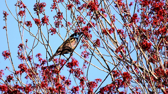 Common Grackle