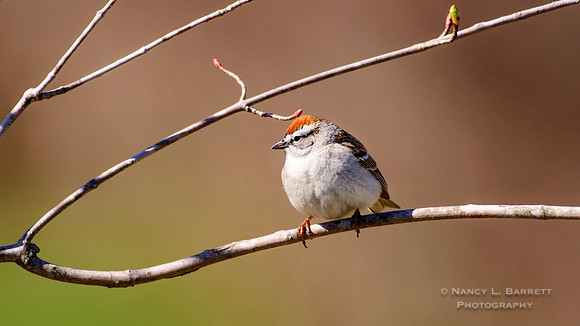 Chipping Sparrow