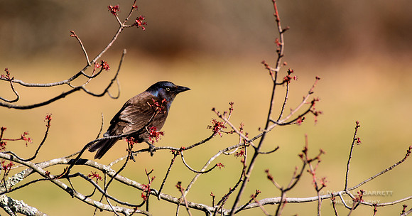 Common Grackle