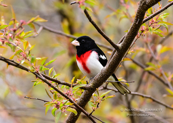 Rose-breasted grosbeak