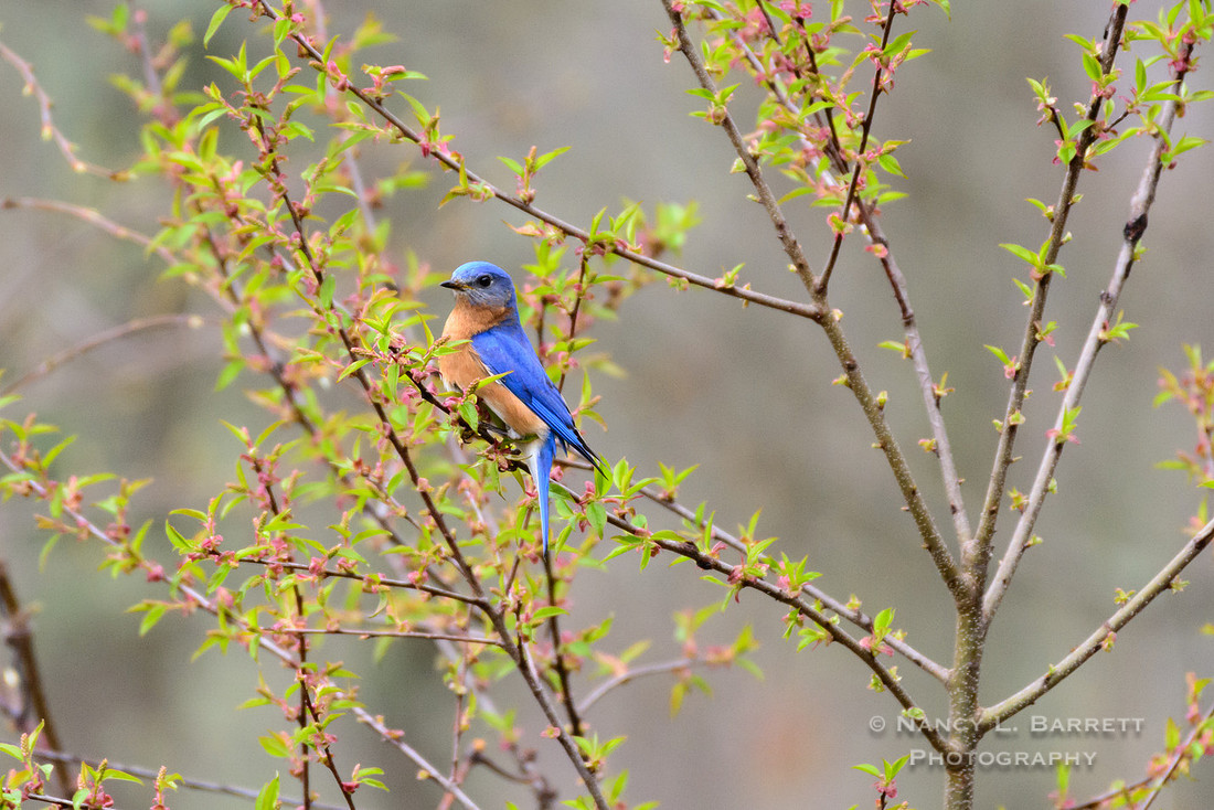 Eastern Bluebird