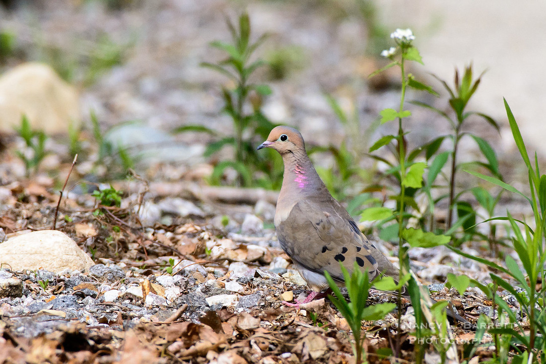 Mourning Dove