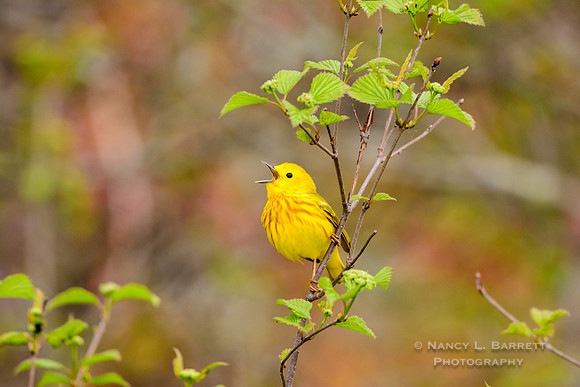 Yellow Warbler at the Five Mile River
