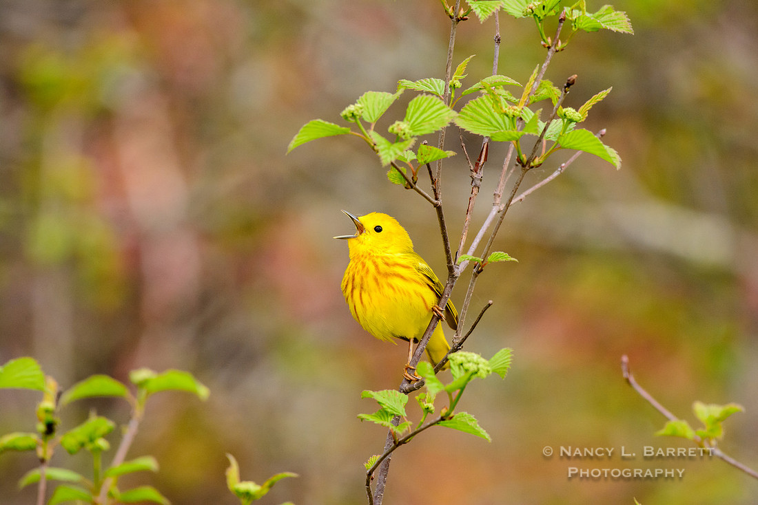 Yellow Warbler at the Five Mile River