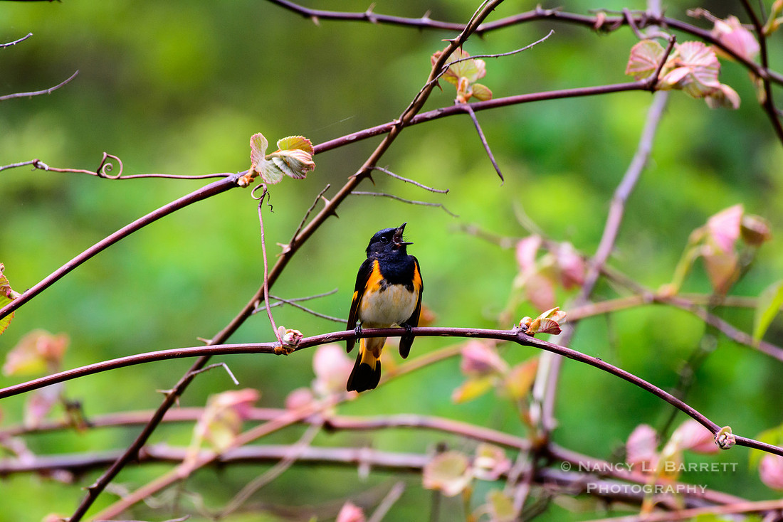 American Redstart on Grapevines