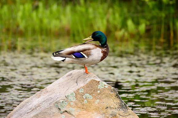 Mallard at Middle Reservoir