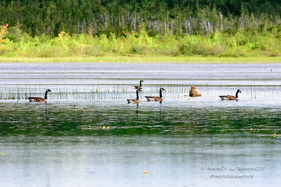 Geese at Middle Reservoir