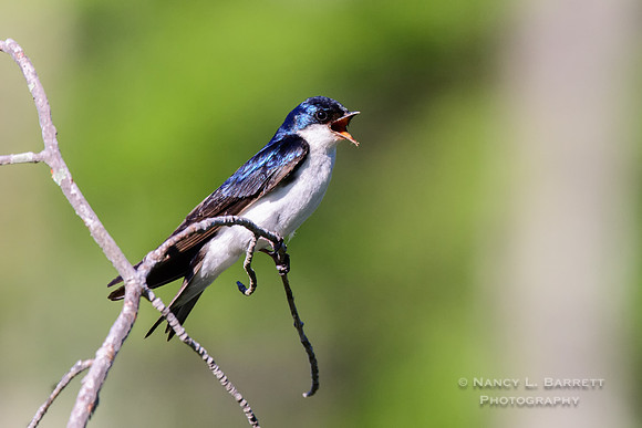 Tree Swallow at Bog Meadow Reservoir