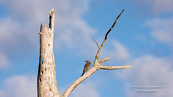 Northern Flicker