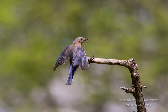Eastern Bluebird