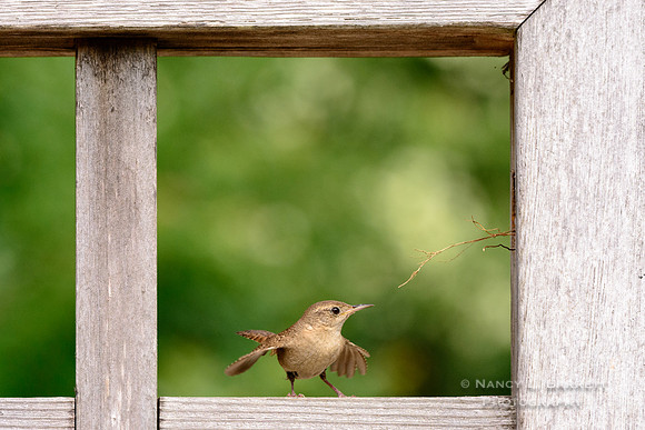 House Wren