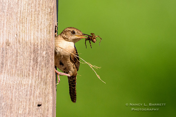 House Wren with Spider