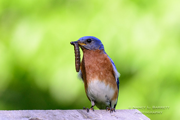 Eastern Bluebird