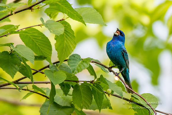 Indigo Bunting