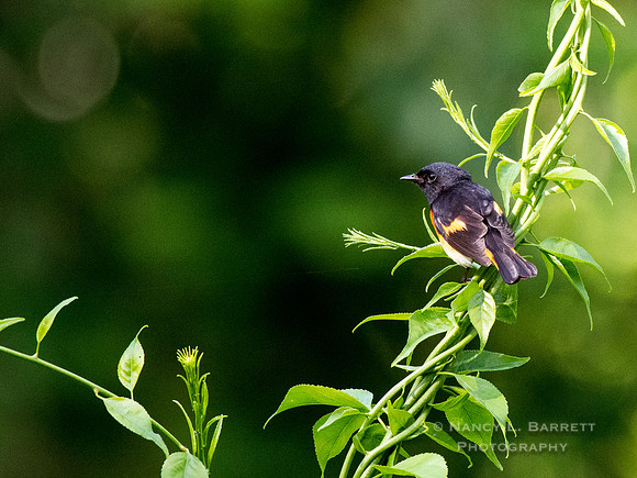 American Redstart