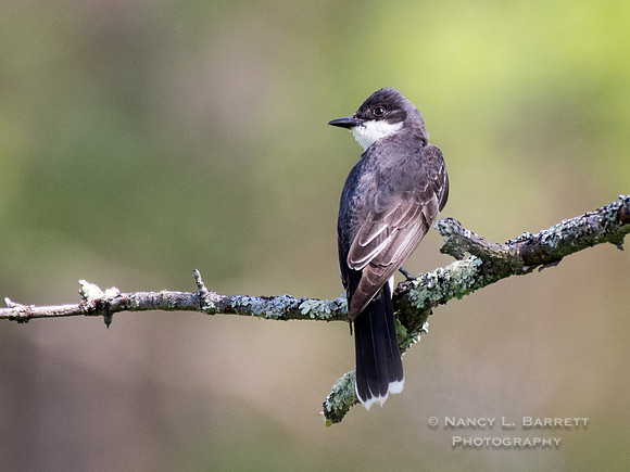 Northern Kingbird