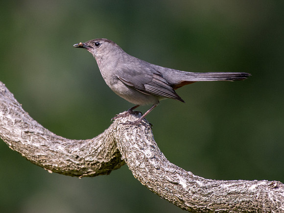 Gray Catbird