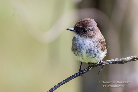 Eastern Phoebe