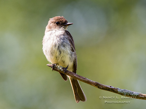Eastern Phoebe