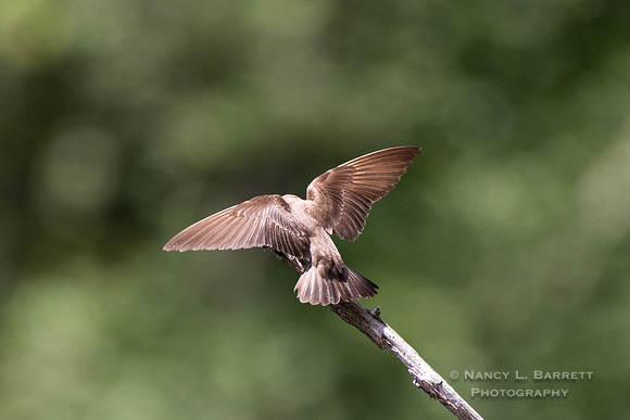 Northern Rough-winged Swallow