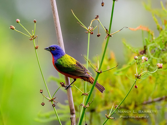 Painted Bunting at Barataria Preserve