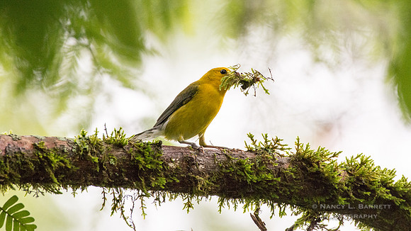 Prothonotary Warbler